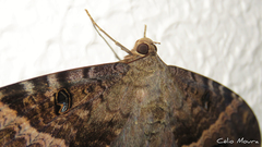 Ascalapha odorata