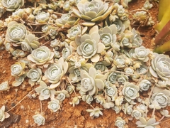 Orostachys malacophylla iwarenge