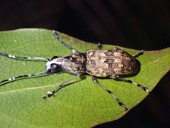 Xenocerini