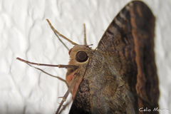 Ascalapha odorata