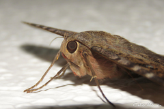 Ascalapha odorata