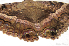 Ascalapha odorata