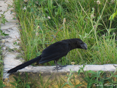 Crotophaga ani