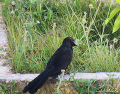 Crotophaga ani