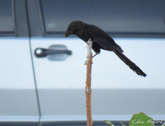 Crotophaga ani