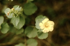 Malvastrum amblyphyllum