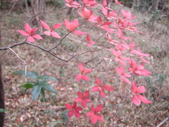 Enkianthus perulatus