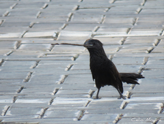 Crotophaga ani