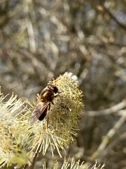 Cheilosia grossa