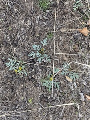 Cymopterus longipes