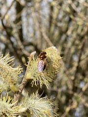 Cheilosia grossa