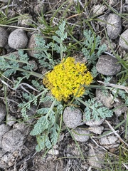 Cymopterus longipes