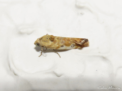 Spragueia