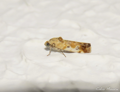 Spragueia