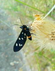 Amata ragazzii