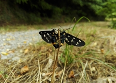 Amata ragazzii