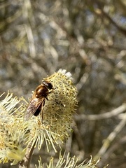 Cheilosia grossa