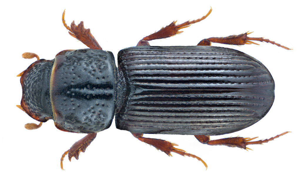 Pleurophorus