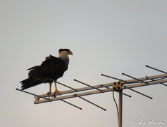 Caracara plancus