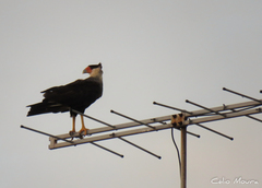 Caracara plancus