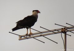 Caracara plancus