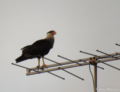 Caracara plancus