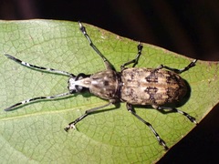 Xenocerini