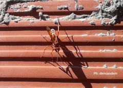 Insecta