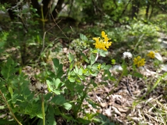 Coronilla coronata