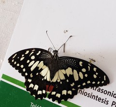 Papilio demoleus