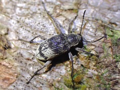 Stenochiini