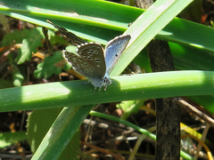 Pseudophilotes abencerragus