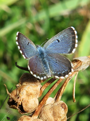 Pseudophilotes abencerragus