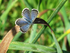 Pseudophilotes abencerragus