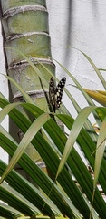 Papilio demoleus