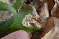 Phytomyza abdominalis