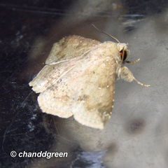 Ericeia subcinerea