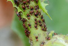 Uroleucon formosanum