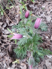 Pulsatilla vulgaris