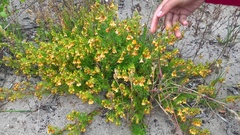 Hermannia pinnata