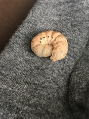 Noctua fimbriata
