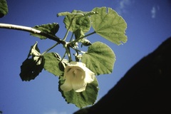 Wercklea tulipiflora