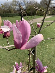 Magnolia sargentiana