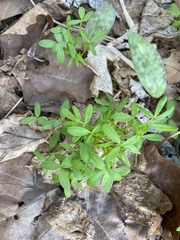 Floerkea proserpinacoides