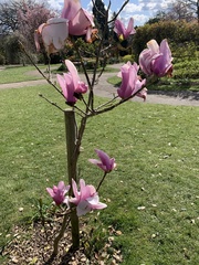 Magnolia sargentiana