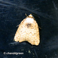 Anachrostis