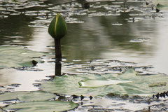 Nymphaea rudgeana