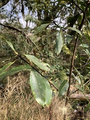 Ilex tugitakayamensis