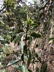 Ilex tugitakayamensis