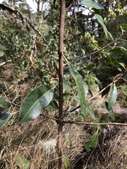 Ilex tugitakayamensis